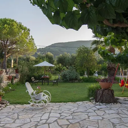Olive Tree *