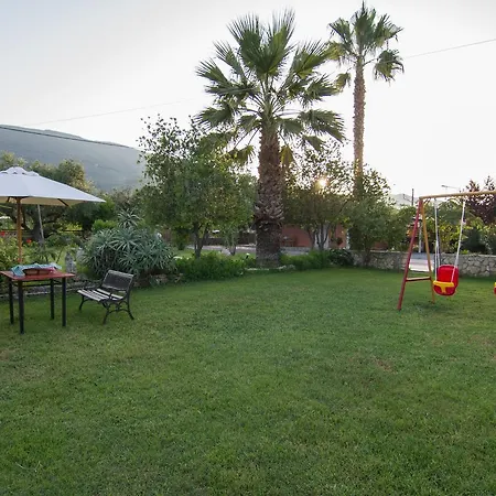 Olive Tree *