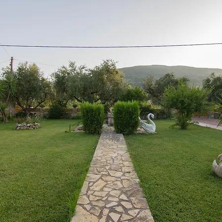 Olive Tree *